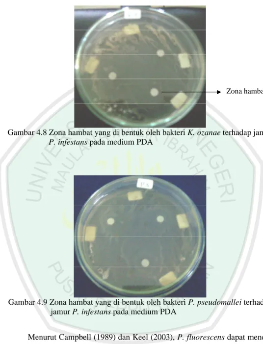 Gambar 4.8 Zona hambat yang di bentuk oleh bakteri K. ozanae terhadap jamur             P
