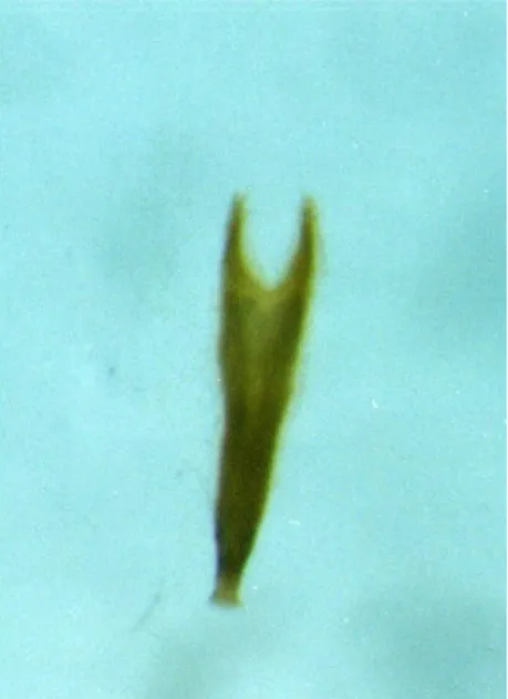 Gambar 1  Alat kelamin jantan (aedeagus) dan betina („Y’ shape)  S.   zeamais 