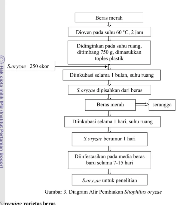 Gambar 3. Diagram Alir Pembiakan Sitophilus oryzae  Screening varietas beras 