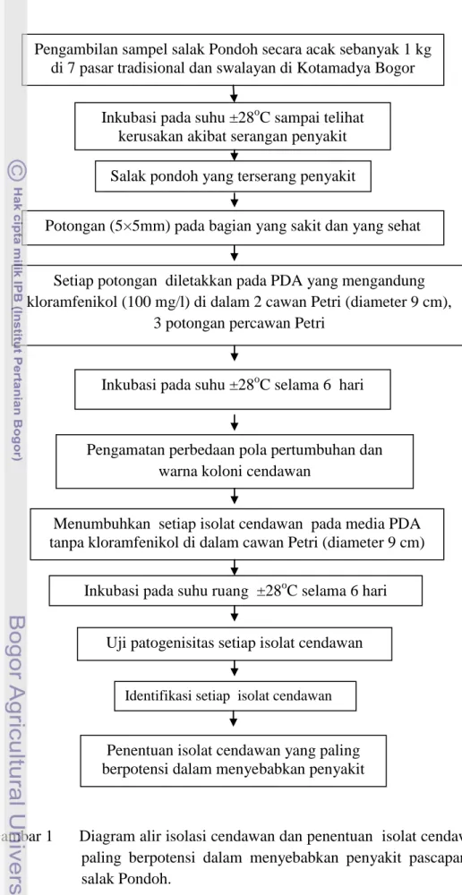 Gambar 1         Diagram alir isolasi cendawan dan penentuan  isolat cendawan yang  paling  berpotensi  dalam  menyebabkan  penyakit  pascapanen  pada  salak Pondoh