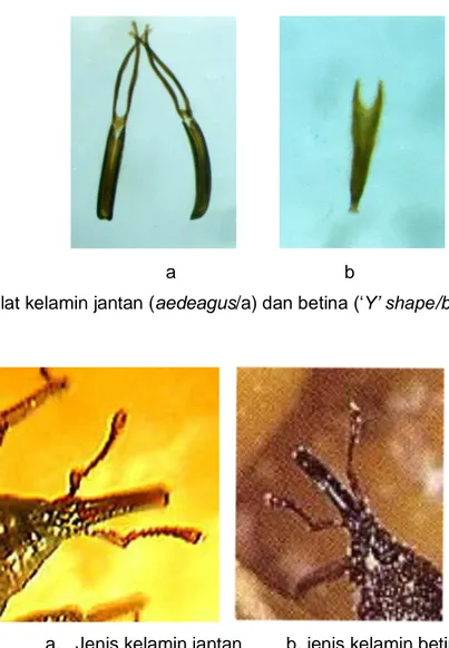 Gambar 1  Alat kelamin jantan (aedeagus/a) dan betina (‘Y’ shape/b) S.   Zeamais                  