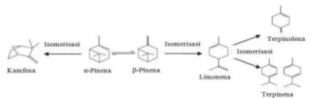 Gambar 2.4. Jalur isomerisasi α-pinena 