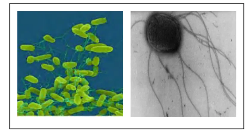 Gambar 2  Salmonella Enteritidis (Clark 2007). 