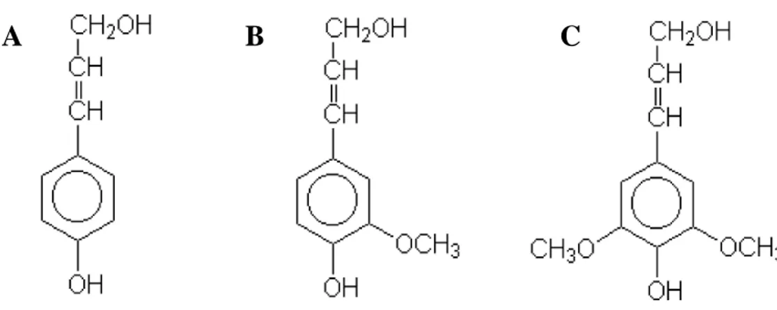 Gambar 3. Struktur kimia penyusun lignin (A)  p-koumaril alkohol, (B) koniferil                  alkohol, (C) sinafil alkohol (Fengel dan Wegener 1995)