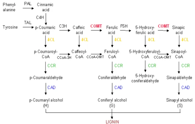 Gambar 5. Jalur biosintesis prekursor monolignol lignin. 4CL, 4-coumarate  CoA  ligase; C3H, p-coumarate 3-hydroxylase; C4H, cinnamate  4-hydroxylase,; CAD, cinnamyl alcohol dehydrogenase; CCoAOMT,  caffeoyl CoA O-methyltransferase; CCR, cinnamoyl CoA redu