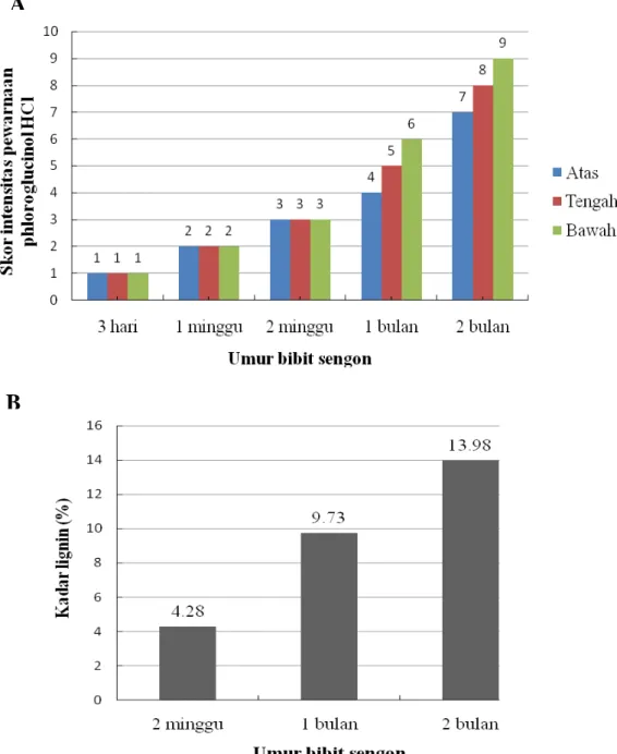 Gambar 7. Intensitas pewarnaan histokimia lignin dengan phloroglucinol-HCl (A)  dan kadar lignin kecambah sengon pada berbagai umur (B)
