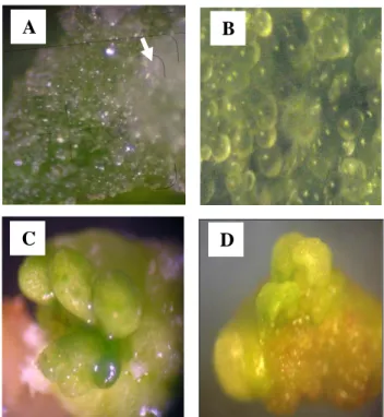 Gambar  12. Struktur kalus embriogenik dan embriosomatik  yang diinduksi dari  aksis embrio pada media MS + 0.1 mg/l TDZ + 0