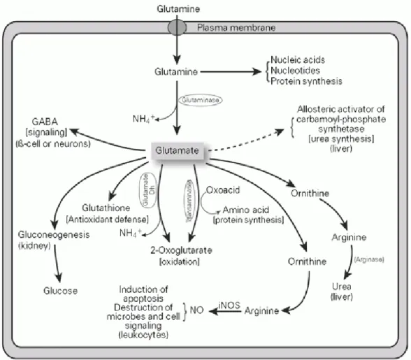 Gambar 2. Metabolisme L-glutamin (Newsholme et al., 2003) 