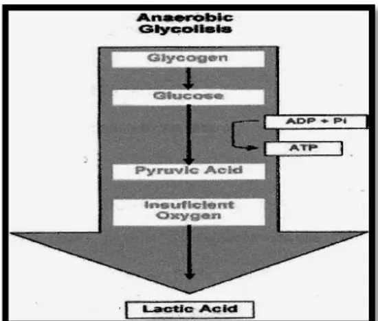 Gambar 2.6 Glikolisis anaerobik (Fox, 1993) 