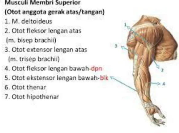 Gambar 2.1 Anatomi Muskuloskeletal http://www.slideshare.net 