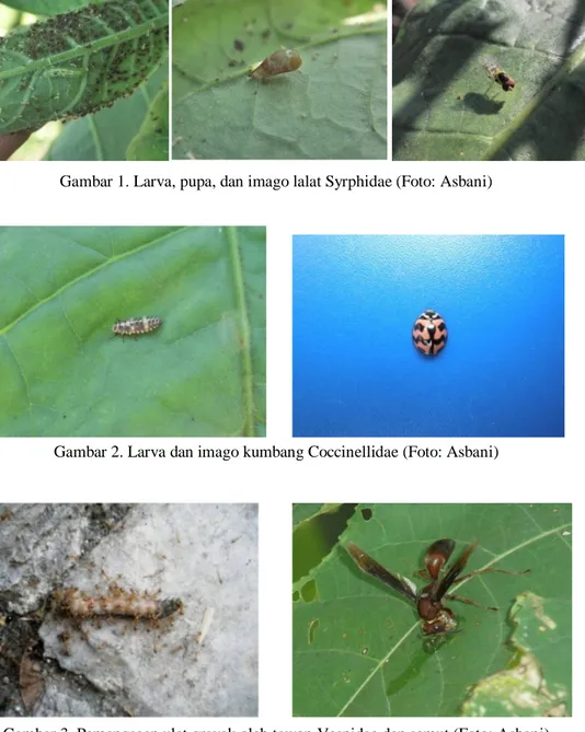 Gambar 1. Larva, pupa, dan imago lalat Syrphidae (Foto: Asbani) 
