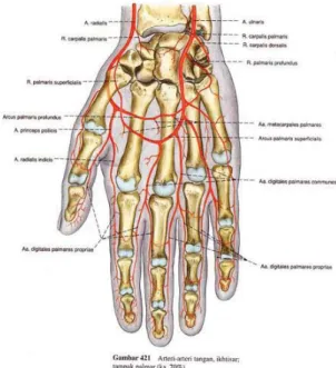 Gambar 1 Anatomi jari tangan manusia 