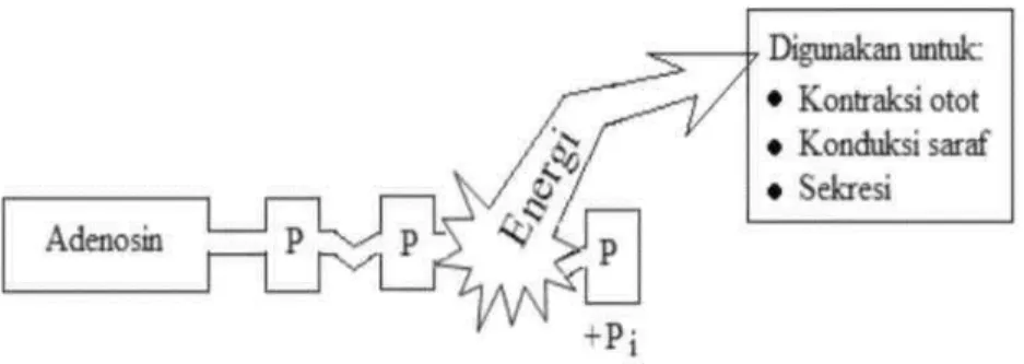 Gambar  1.  ATP  dipecah  menjadi  ADP  dan  P.  Energi  yang  dilepaskan  dari hasil pemecahan ATP digunakan untuk kerja biologis
