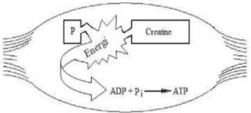 Gambar 2. Sintesis ATP yang berasal dari PC di sel otot.                        