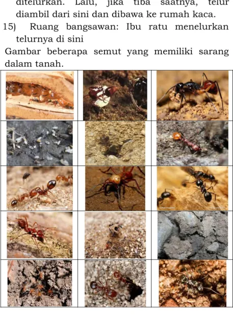 Gambar  beberapa  semut  yang  memiliki  sarang  dalam tanah. 