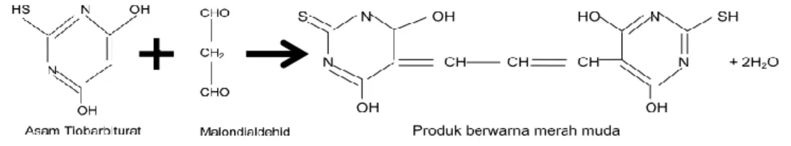 Gambar 2. Reaksi malondialdehid dengan asam tiobarbiturat. 27