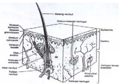 Gambar 1. Struktur Kulit 