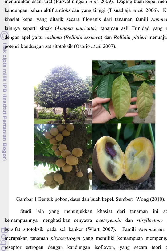 Gambar 1 Bentuk pohon, daun dan buah kepel. Sumber:  Wong (2010). 