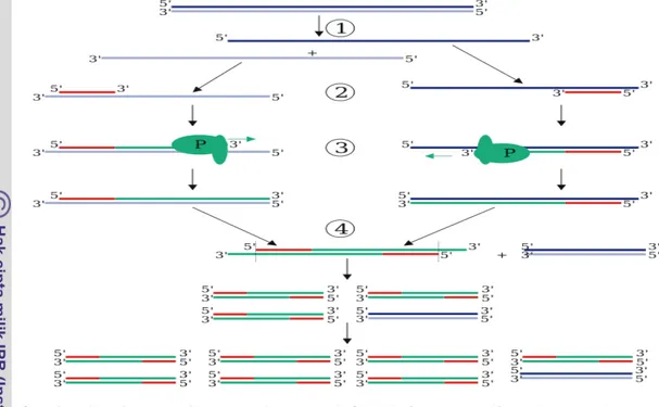 Gambar 2 Tahapan-tahapan pada proses PCR (Polymerase Chain Reaction). 