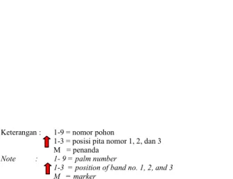Gambar 1. Pola pita Primer SSR CnCirA3 pada kelapa DMT-32 S2  Figure 1.   Band  pattern  of  CnCirA3  SSR  Primer  in  Mapanget  Tall 