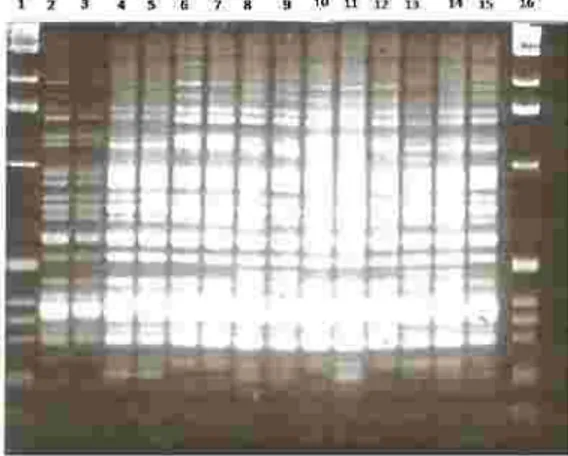 Gambar 3. Hasil  analisis AFLP fragmen DNA dengan primer E spesifiksehingga  untuk  pengujian  lanjut  dapat 