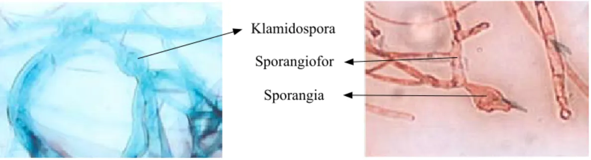 Gambar 9.   Phytophthora citrophthora yang terdapat di Desa Barusjahe (sampel 7 dan 8)  (Phytophthora citrophthora originaled from Barusjahe Village (sample 7 and 8))