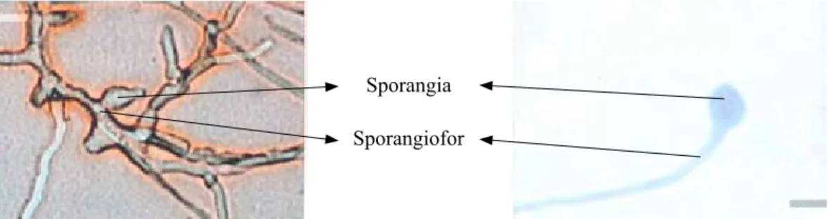 Gambar 13.  Phytophthora  parasitica  yang  terdapat  di  Desa  Barusjahe  (sampel  3  dan  4)   (Phytophthora parasitica originaled from Barusjahe (sample 3 and 4))