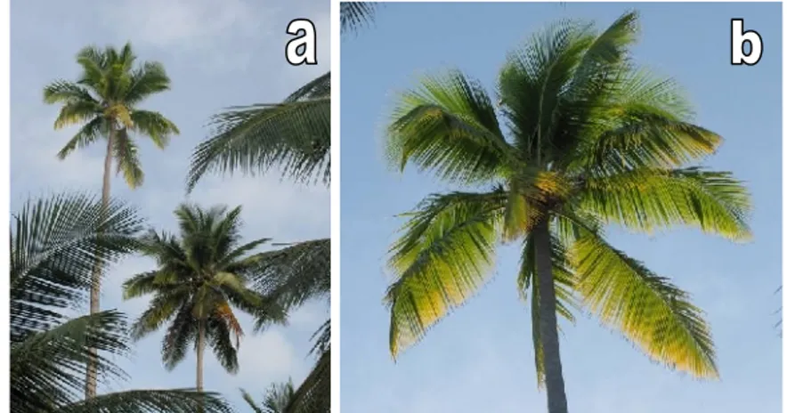 Gambar 3 Gejala penyakit layu kelapa di Pulau Derawan. Daun tanaman kelapa menguning dan memendek (A); Perbesaran gambar gejala penyakit kelapa (B)
