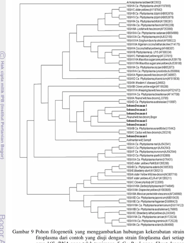 Gambar  9 Pohon  filogenetik  yang  menggambarkan  hubungan  kekerabatan  strain fitoplasma  dari contoh yang  diuji  dengan  strain  fitoplasma  dari  setiap grup 16S rRNA yang telah tersimpan di GenBank yang dibuat dengan analisis bootstrap neighbor-join