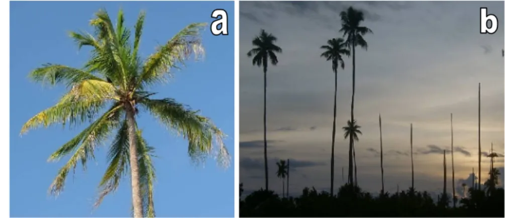 Gambar 4 Gejala lanjut penyakit layu kelapa di Pulau Derawan. Daun kelapa mengalami nekorsis dari daun bagian bawah (A), daun dan buah berguguran hingga tertinggal hanya tonggak batang (B)