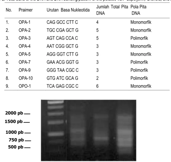Gambar 1. Pola Pita DNA Kentang: ―Superjohn‖ (2), Atlantik (3) dan Granola (4) Hasil Amplifikasi Praimer OPA- OPA-3