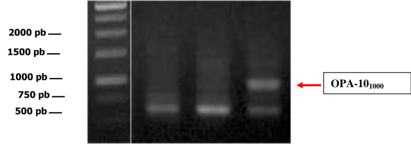Gambar  4.  Pola  Pita  DNA  Kentang:  ―Superjohn‖  (2),  Atlantik  (3),  dan  Granola  (4)  Hasil  Amplifikasi  Praimer  OPA-10