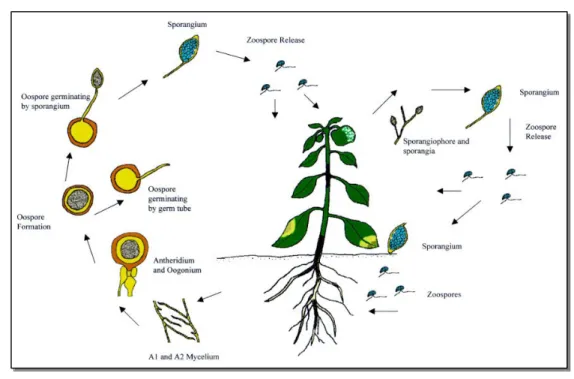 Gambar 1  Siklus Hidup Phytophthora spp. (http://www.library.usu.ac.id) 
