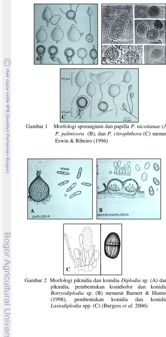 Gambar 1    Morfologi sporangium dan papilla P. nicotianae (A),                      P