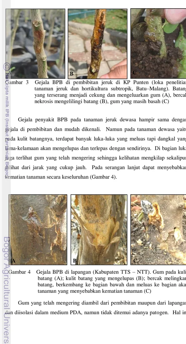 Gambar  3    Gejala  BPB  di  pembibitan  jeruk  di  KP  Punten  (loka  penelitian   tanaman  jeruk  dan  hortikultura  subtropik,  Batu–Malang)