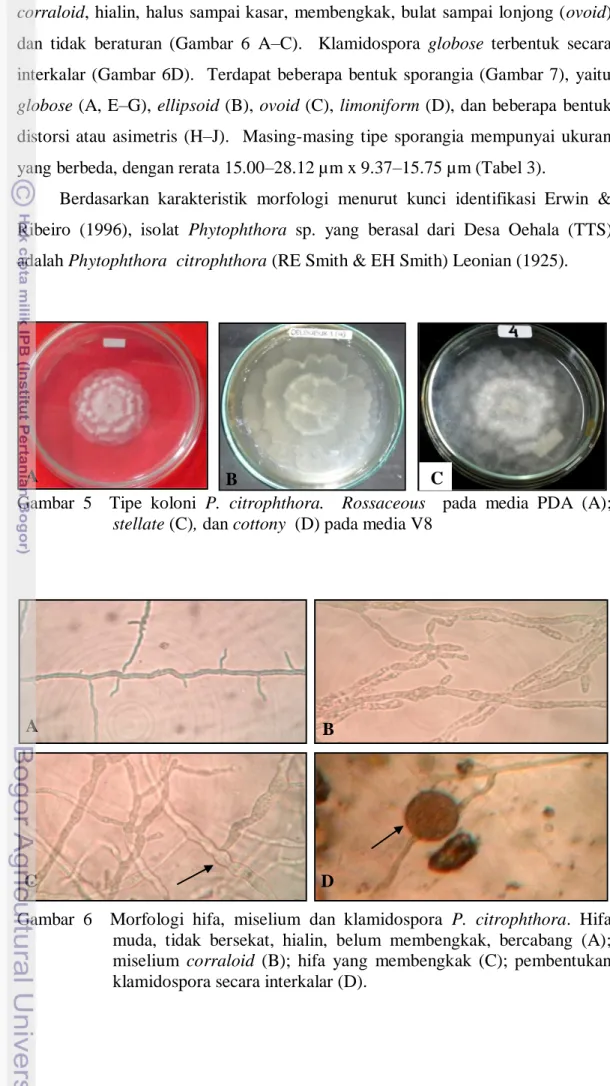 Gambar  5    Tipe  koloni  P.  citrophthora.    Rossaceous    pada  media  PDA  (A); 