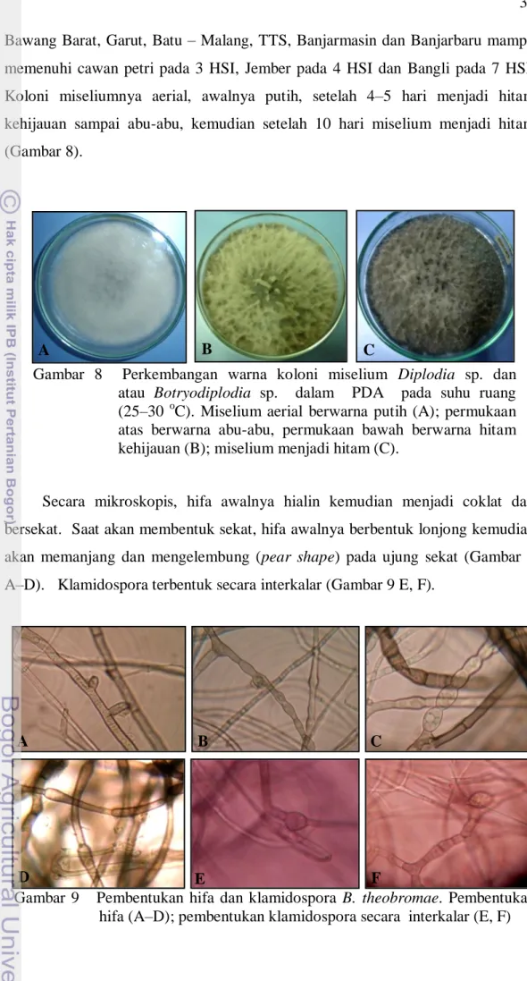 Gambar  8    Perkembangan  warna  koloni  miselium  Diplodia  sp.  dan             atau  Botryodiplodia  sp