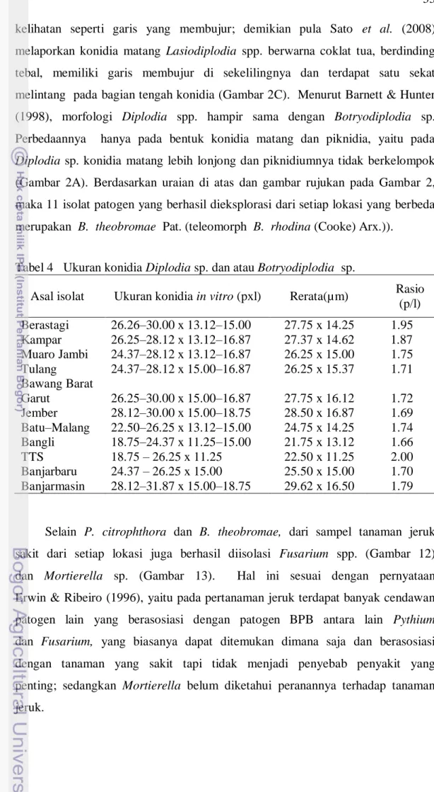 Tabel 4   Ukuran konidia Diplodia sp. dan atau Botryodiplodia  sp. 