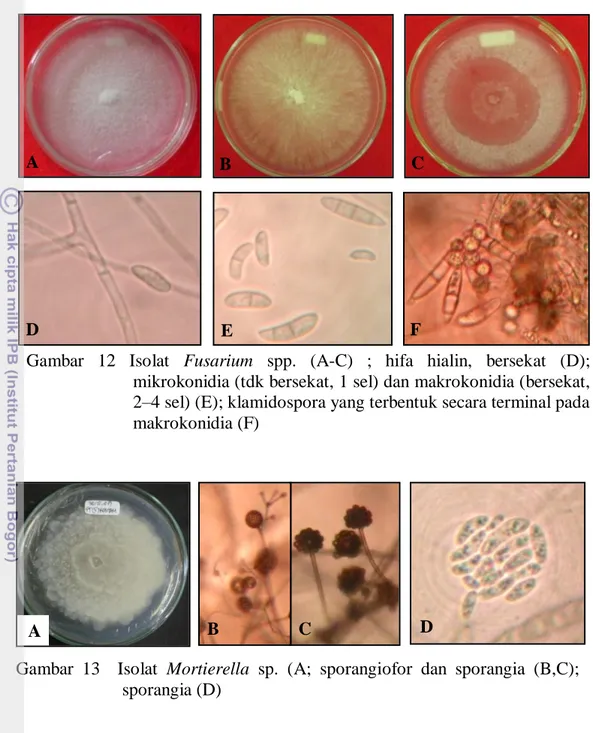 Gambar  12  Isolat  Fusarium  spp.  (A-C)  ;  hifa  hialin,  bersekat  (D);   