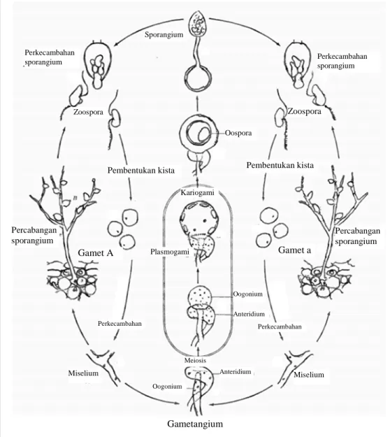 Gambar 5 Siklus hidup Phytophthora palmivora (Alexopoulos et al. 1996) 