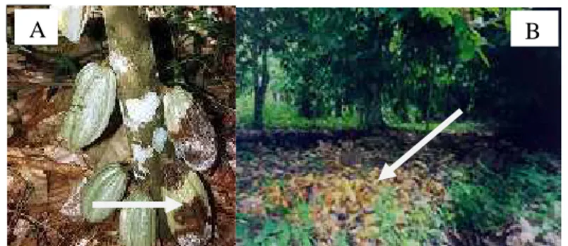 Gambar 2 Penyakit busuk buah (black pod) pada kakao : di pohon (A), di tanah (B)                   (Anonimous 2007a)