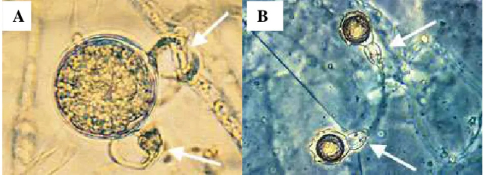 Gambar 4 Anteridium paragynous dari Phytium (A), anteridium amphigynous  dari  P.  cambivora  (B)  (Hefler  et  al