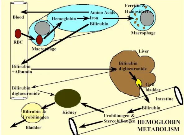Gambar 10 : Metabolisme Hemoglobin 