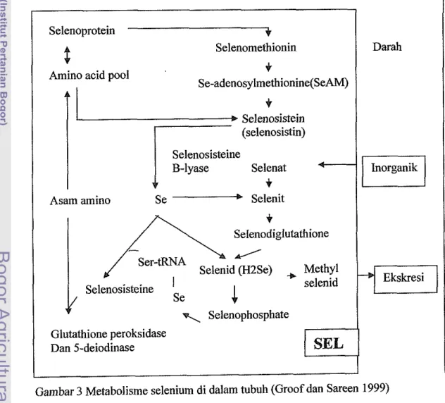 Gambar 3 Metabolisme selenium di dalam tubuh (Groof dan Sareen 1999) Glutathione peroksidase 