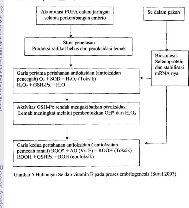 Gambar  5  Hubungan Se dan vitamin  E  pada proses embriogenesis (Surai 2003)  Biosintesis  Selenoprotein  dan stabilisasi mRNA nya 