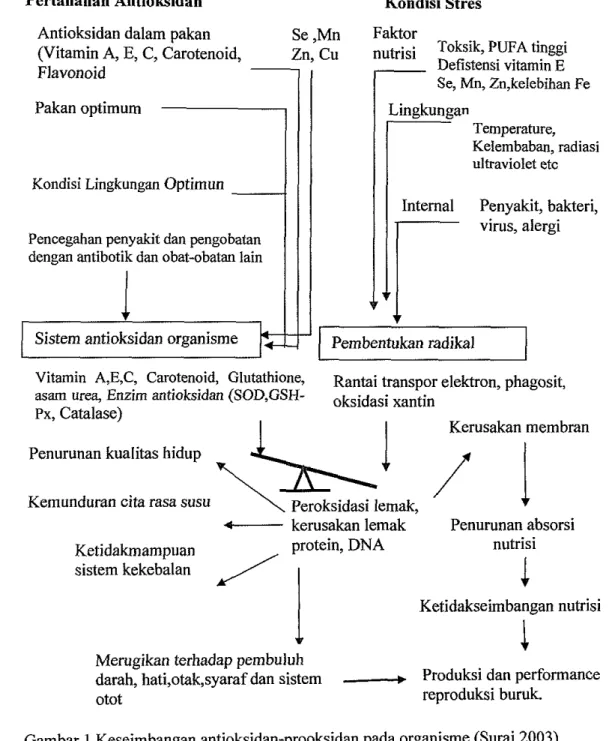 Gambar 1 Keseimbangan antioksidan-prooksidan pada organisme (Surai 2003)  Jaeschke  (1995)  menyebutkan  bahwa  kondisi  stres  berhubungan  dengan  produksi  radikal  bebas  yang  menyebabkan  stres  oksidasi,  dan  keseimbangan  prooksidan-antioksidan  b
