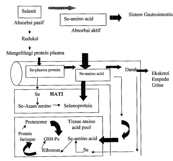 Gambar 2 Mekanisme transportasi dan absorbsi Se (Groof dan Sareen 1999)  Metabolisme Selenium Organik dan Inorganik 
