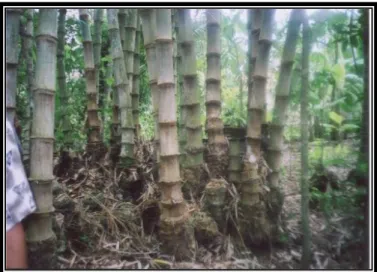 Gambar 1. Pohon bambu Betung 