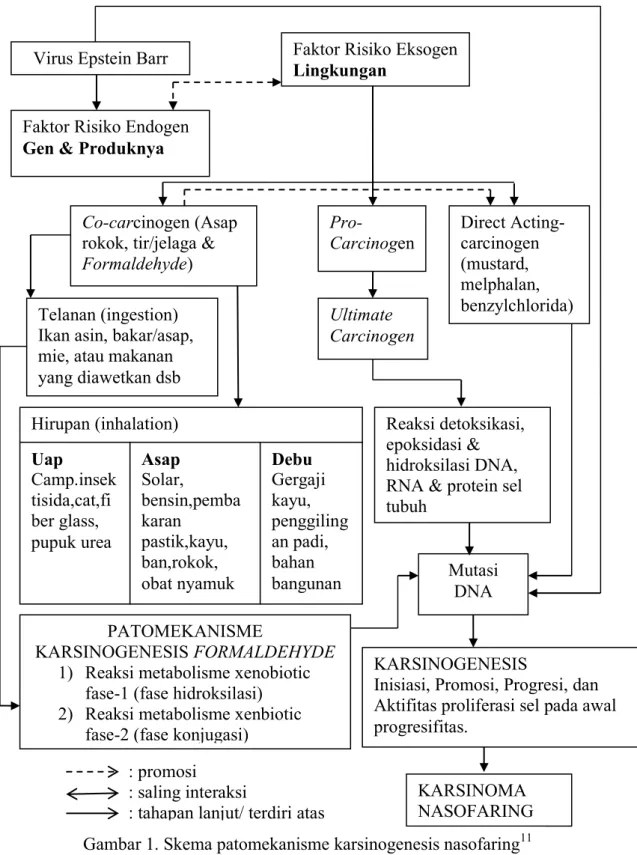 Gambar 1. Skema patomekanisme karsinogenesis nasofaring 11