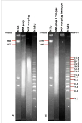 Gambar 5  Hasil restriksi B. thuringiensis subsp. 